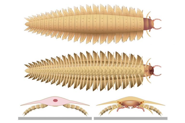 Scientists recreate the head of this ancient 9-foot-long bug