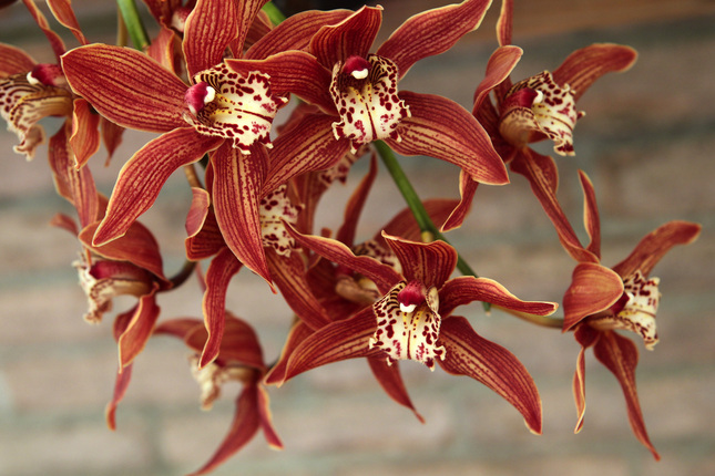 Garden tip: Caring for cymbidiums