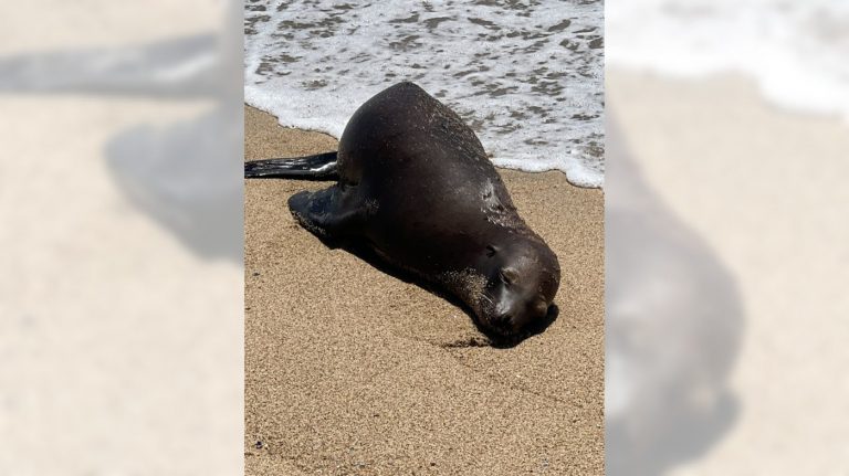 Sea lion found on California beach was shot; $20,000 reward offered