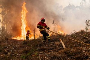 How the source of your tissues and toilet paper is fueling wildfires thousands of miles away